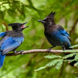 Two birds chirping at each other.